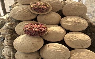 دفن انگور به شیوه افغانی + عکس
