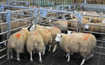 افزایش نرخ دام زنده؛ گوساله صدرنشین گرانی شد