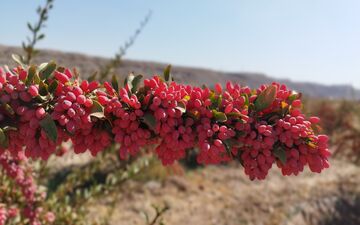 این میوه ترش و کوچک، معجزه‌ای برای قلب، کبد و قند خون است!