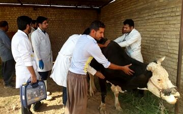 اعزام فارغ التحصیلان دامپزشکی به خارج در دستور کار قرار گرفت
