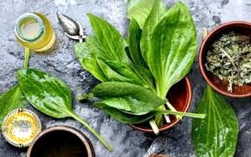 دمنوش بارهنگ مفید و مقوی برای لاغری و سرماخوردگی