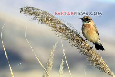 محسن عباسی‌فرد- ایرج الیاسی دالاهو