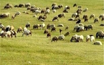 پیش‌بینی افزایش 30 درصدی پوشش گیاهی در مراتع چادگان