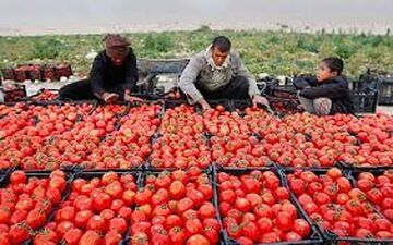 
پیش بینی نماینده مجلس از بازار گوجه فرنگی / امروز گوجه فردا پیاز ! 