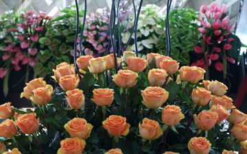 چرا می‌گویید گل نخرید؟