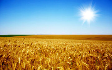 
برداشت گندم در روستای بابا کرم خان ماهیدشت کرمانشاه