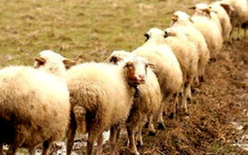 دام زنده ارزان شد/ قیمت گوشت تغییر می‌کند؟