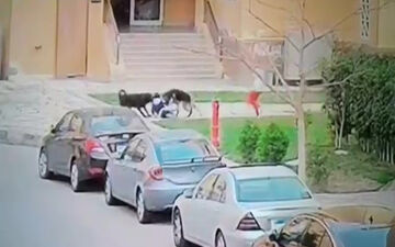شجاعت کم نظیر زن جوان در محافظت از پسر نوجوان! +فیلم