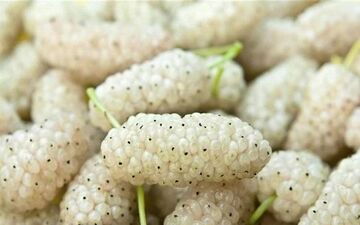 خواص شگفت‌انگیز توت سفید/ چرا باید آن را در رژیم غذایی خود داشته باشید؟