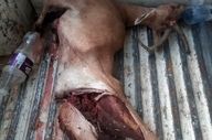 انهدام باند مخوف شکار و قاچاق حیات وحش فارس