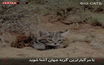 گربه ملوس؛ مرگبارترین گربه جهان را بشناسید + فیلم