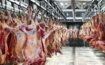 قیمت گوشت گوسفندی و گوساله ۳۰ تا ۵۰ هزار تومان ارزان شد | جدیدترین قیمت دام زنده و گوشت گوساله