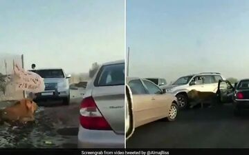 وحشت رانندگان از پرسه شیر سرگردان در جاده! +فیلم