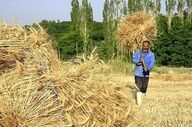 پرداخت مطالبات گندمکاران تا پایان شهریور به پایان می‌رسد
