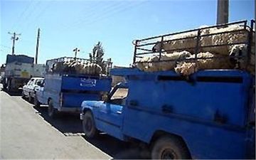 روند قاچاق دام در کردستان کاهش یافت