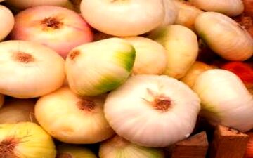 آشنایی با گیاه موسیر