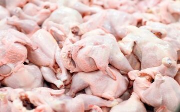 توقیف 2300 کیلومرغ فاقد مجوز حمل در شهرستان کنگاور