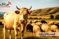 قیمت دام زنده امروز ۲۲ آذر ۱۴۰۴؛ بازار چه نرخی را نشان می‌دهد؟