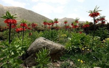 دشتهای لاله واژگون