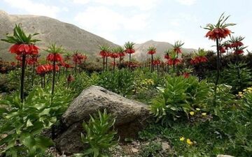 دشتهای لاله واژگون