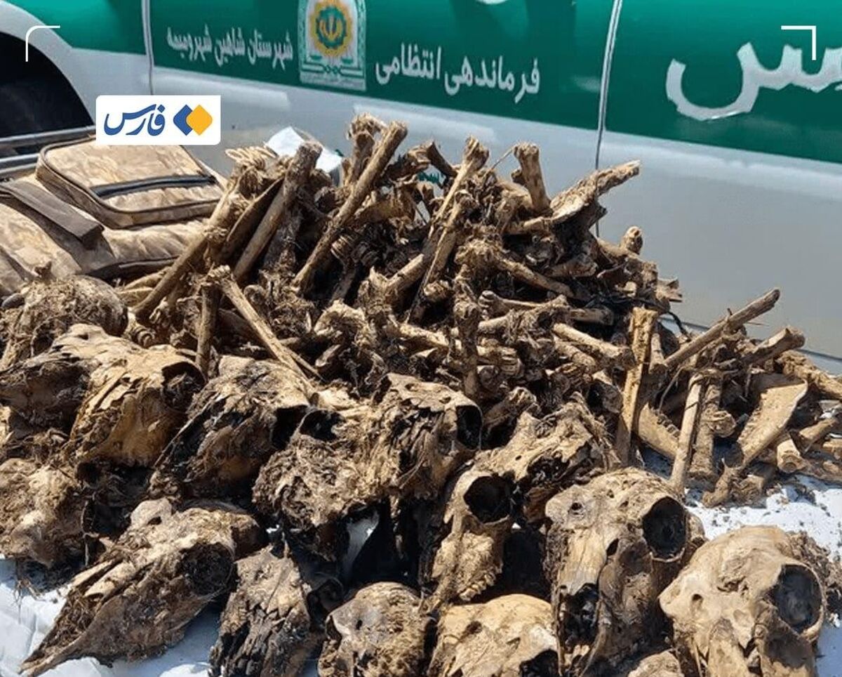 کشف ۴۱ جمجمه آهو از چاه آب در شاهین&zwnj;شهر