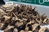 کشف ۴۱ جمجمه آهو از چاه آب در شاهین‌شهر