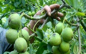 زنجیره تولید نهال پیوندی گواهی شده گردو در تویسرکان افتتاح شد
