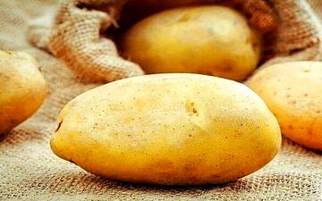 سیب زمینی‌های سم‌دار/ نشانه‌ها و راهکارهای جلوگیری از مسمومیت