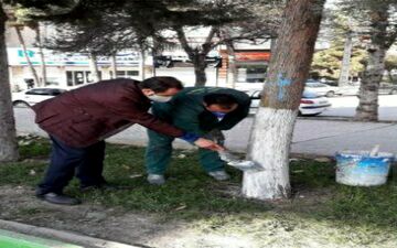 اندودکاری درختان شهر با ترکیبی از سموم آفت کش، چسب چوب و کائولن صورت میگیرد
