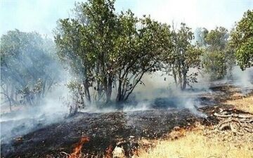 مهار آتش‌سوزی باغی در بلوار چمران شیراز 