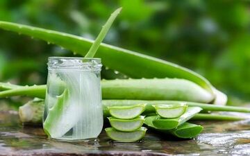 
این گیاه قاتل دیابت است
