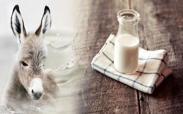 شیر و روغن الاغ: طلای مایع یا فریب جدید؟