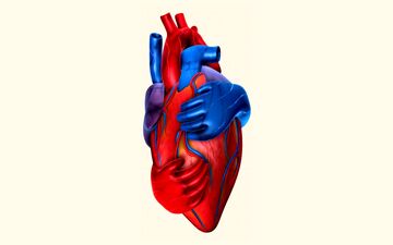 راهنمای جامع پیشگیری از بیماری‌های قلبی