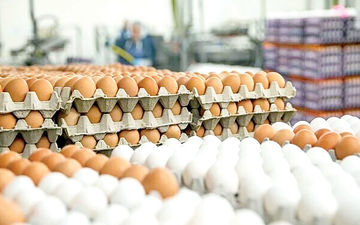  قیمت جدید تخم مرغ در بازار اعلام شد / ۲۰ عدد تخم مرغ ۱۱۰ هزار تومان 