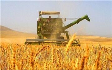 قاچاق پیاز زعفران در سایه غفلت مسئولان/یک بام و دوهوای نرخ خرید تضمینی گندم 