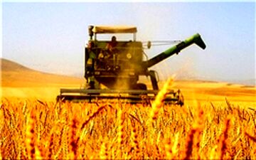 قاچاق پیاز زعفران در سایه غفلت مسئولان/یک بام و دوهوای نرخ خرید تضمینی گندم 