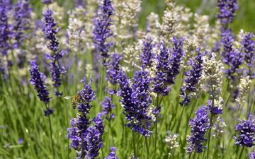 مریم گلی ریحان برای پاکسازی طبیعی کلیه ها