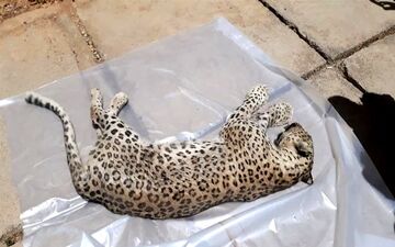 کشف لاشه پلنگ در میان زباله‌ها+ عکس