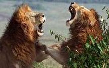 جنگ خونین ۲ شیر نر خشمگین با یکدیگر 