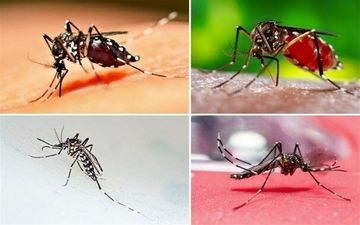 ابتلای بیش از ۱۱۱ نفر در کشور به بیماری "تب دانگ" 