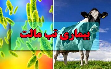  ابتلای ۱۸۰۰۰ نفر به تب مالت/بیماری افزایش چشمگیری نداشته است