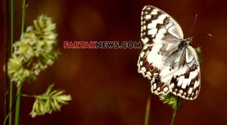 محسن عباسی‌فرد- ایرج الیاسی دالاهو