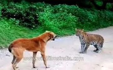ودیو| حمله پلنگ به یک سگ و واکنش دیدنی هر دو!