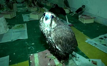 وقتی شکارچیان در دام می‌افتند+فیلم