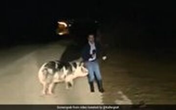تعقیب گزارشگر توسط خوک حین گزارش زنده تلویزیونی!
