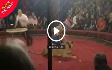 حمله ناگهانی شیر به دختر ۴ ساله در سیرک! +فیلم 