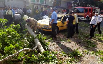 درخت غول پیکر سقوط کرد 3 خودرو له شدند