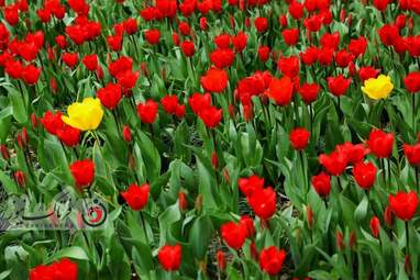  باغ ایرانی  بوستان  لاله های رنگین 