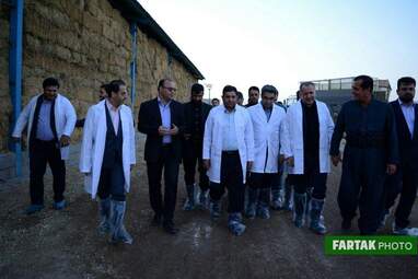 گزارش تصویری بازدید از گاوداری 1000رأسی کاوات در روستای حسن آباد از توابع شهرستان روانسر