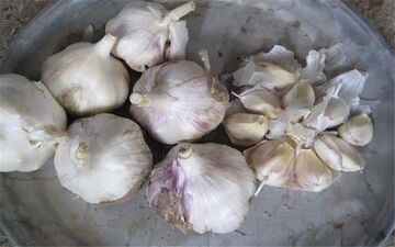 100 خاصیت سیر که از آن بی خبر هستید
